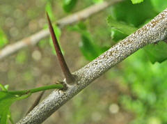 Gymnosporia harveyana harveyana