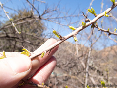 Gymnosporia buxifolia