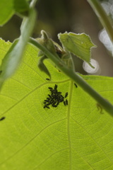 Oxycarenus luctuosus