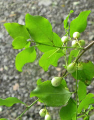 Gymnosporia harveyana harveyana