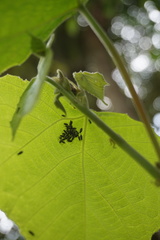 Oxycarenus luctuosus
