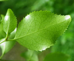 Gymnosporia harveyana harveyana