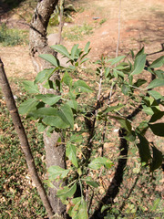 Heteromorpha arborescens abyssinica