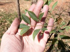 Heteromorpha arborescens abyssinica