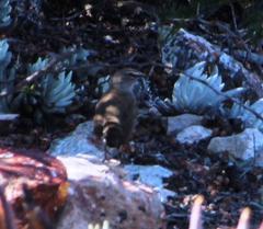 Cercotrichas coryphoeus coryphoeus