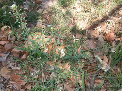 Capsella bursa-pastoris