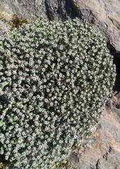 Helichrysum zwartbergense