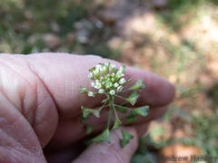 Capsella bursa-pastoris