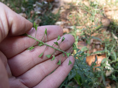Capsella bursa-pastoris