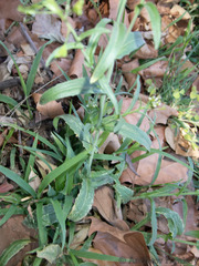 Capsella bursa-pastoris