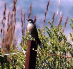 Cercotrichas coryphoeus coryphoeus
