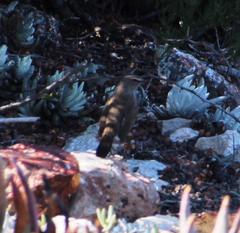 Cercotrichas coryphoeus coryphoeus