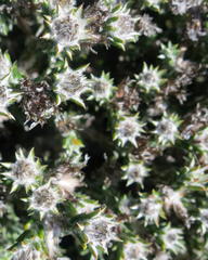 Helichrysum zwartbergense