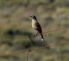 Cercotrichas coryphoeus coryphoeus