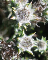 Helichrysum zwartbergense