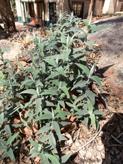 Buddleja salviifolia