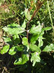 Euclea natalensis natalensis