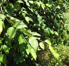 Halleria lucida