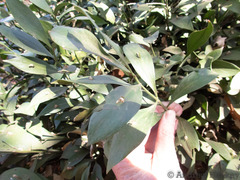 Ruscus