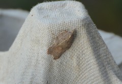 Acleris emargana