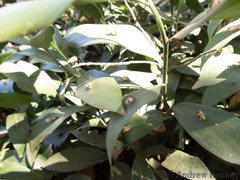Ruscus