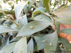 Ruscus