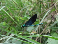 Matrona cyanoptera
