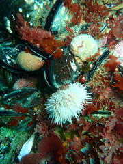 Choromytilus meridionalis