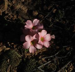 Oxalis convexula