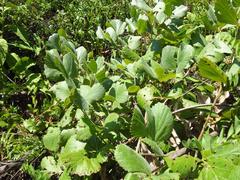 Rhoicissus tridentata