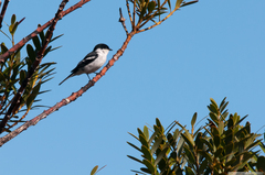 Lalage leucopyga montrosieri