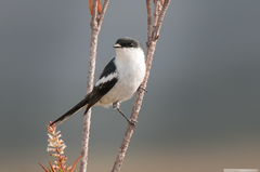 Lalage leucopyga montrosieri