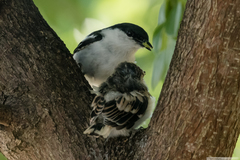 Lalage leucopyga montrosieri