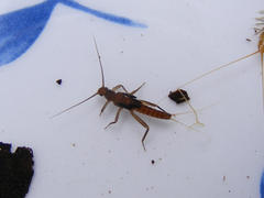 Aphanicercella