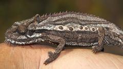 Bradypodion gutturale