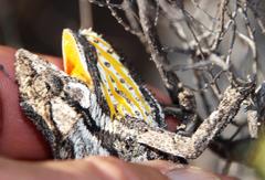 Bradypodion gutturale