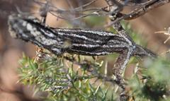 Bradypodion gutturale