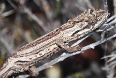 Bradypodion gutturale