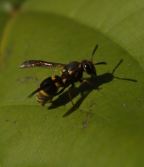 Epsilon chartergiforme