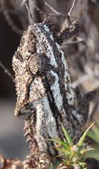 Bradypodion gutturale