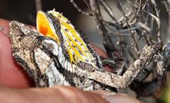 Bradypodion gutturale