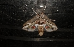 Leucinodes orbonalis