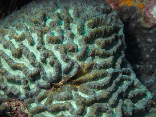 Pectinia africana