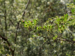 Darwinia procera