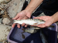 Spinibarbus hollandi