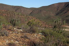 Pteronia fasciculata