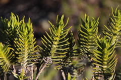 Pteronia fasciculata