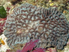 Platygyra acuta