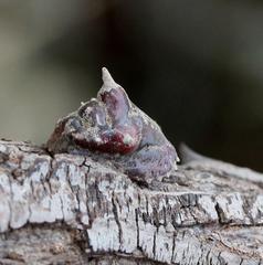 Aspidoproctus