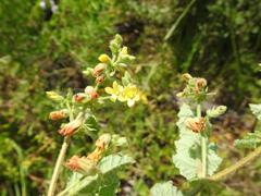 Hermannia grandifolia